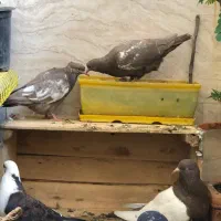 یک جفت جوجه سینه قهوه‌ای یک میلیون و دویست تومان