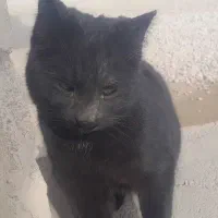 واگذاری گربه