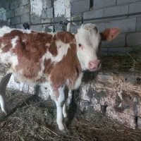 گوساله نر سیمینتال