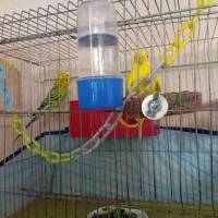 مرغ عشق بالغ تخم گذار