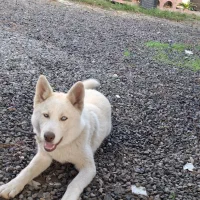 توله ۵ ماهه هاسکی ساموئید نر|سگ|لاهیجان, انقلاب|دیوار