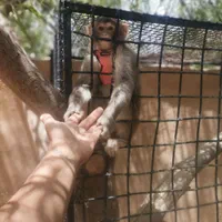 اجاره روزانه ویلا ۱۰۰۰ متری|اجارهٔ کوتاهمدت ویلا و باغ|جهرم, |دیوار