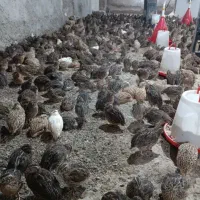 گوشت بلدرچین