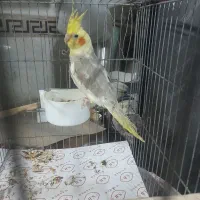 عروس هلندی سخنگو