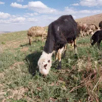 قوچ|حیوانات مزرعه|بروجرد, |دیوار