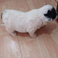 توله ی پاکوتاه