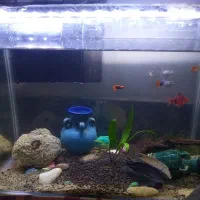 اکواریوم ماهی گوپی و چانا تخفیف خورده|ماهی|همدان, |دیوار