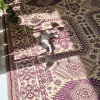 واگذاری گربه dsh ۲ ماهه|گربه|اصفهان, شهرک میلاد|دیوار