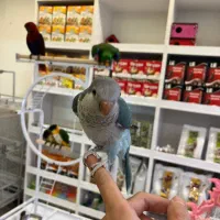 طوطی راهب سخنگو|پرنده|آمل, |دیوار