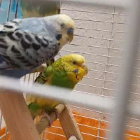 یک جفت مرغ عشق همراه یک عدد پچه