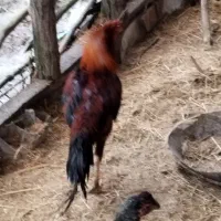 فروش خروس لاری|حیوانات مزرعه|احمدسرگوراب, |دیوار