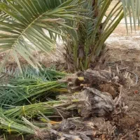 فروش انواع پاجوش نخل درجه 1قیروکارزین|خدمات باغبانی و درختکاری|قیروکارزین, |دیوار