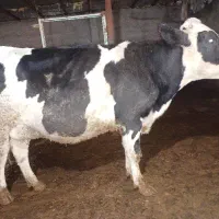 تلیسه شکم‌اول