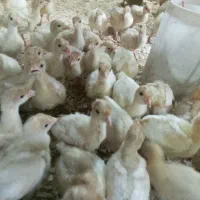 جوجه بوقلمون بیوتی ۱۸روزه و جوجه مرع گلپایگان۴روزه