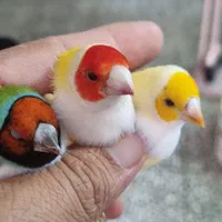 فنچ گلدین و کرواتی|پرنده|کاشان, سرپله جدید|دیوار