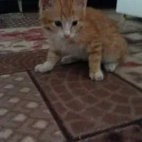 واگذاری بچه گربه رایگان