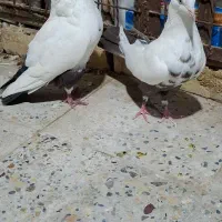 دمبی|پرنده|اهواز, شهرک حفاری|دیوار
