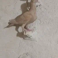 زرد ماده جوان|پرنده|فسا, |دیوار