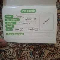 واگذاری گربه پرشین|گربه|مریوان, |دیوار