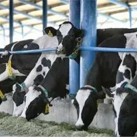 تامین خوراک دام قیمت مناسب