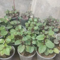 گل روبیاسحرآمیز