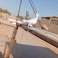 کفتر|پرنده|رفسنجان, |دیوار