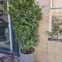 یاس هلندی ارتفاع ۲.۲۰|گل و گیاه طبیعی|تهران, کوهک|دیوار