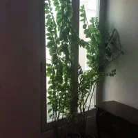 گل طبیعی همراه گلدان بزرگ|گل و گیاه طبیعی|تهران, چوب تراش|دیوار