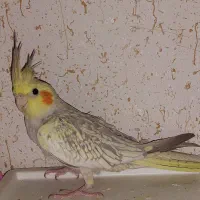 پرنده|پرنده|شیراز, شهرک سراج‎|دیوار