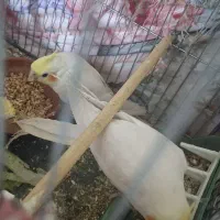 عروس هلندی جفت مولدهمره۲عددجوجه۳۵روزه وتمام لوازم