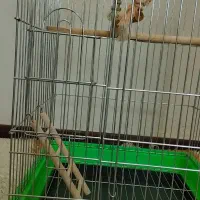 قفس|لوازم جانبی حیوانات|هشتگرد, شهرک بوستان|دیوار