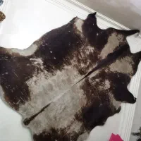 پوست گاو کاملا طبیعی .نو و سالم.۳۰ پا