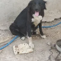 گمشده|سگ|ریگ, |دیوار