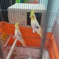 عروس هلندی|پرنده|محمدشهر, کوی بهار|دیوار