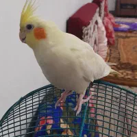 عروس هلندی ماده