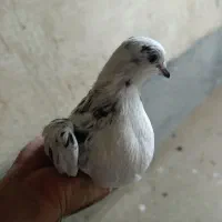 ی جفت کفتر پرشی