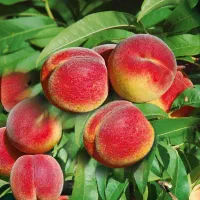 نهالستان پسته و بادام مقاوم به سرمای پالیز|خدمات باغبانی و درختکاری|گرمی, |دیوار