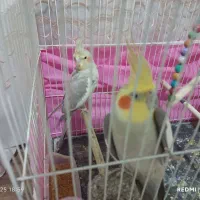 یک جفت عروس هلندی|پرنده|تربت‌حیدریه, بیمارستان رازی|دیوار