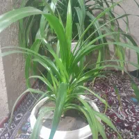 فروش گل|گل و گیاه طبیعی|سنندج, |دیوار