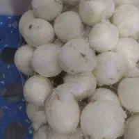 پیاز پوست گیری