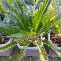 فروش گیاه سیکاس|خدمات باغبانی و درختکاری|اصفهان, بهارستان|دیوار