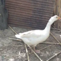 غازوقوغاز|حیوانات مزرعه|کلاله, |دیوار