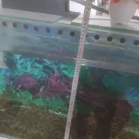 آکواریوم همراه لوازم کامل|ماهی|ملایر, |دیوار