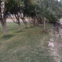زمین-باغ-در-هروی-بیرق