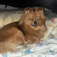 پامر روباهی واگذاری نیس