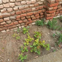 گلوگیاه|گل و گیاه طبیعی|درگهان, |دیوار