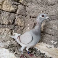 کبوتر مسافتی ماده