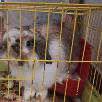 خرگوش صورت فلت لوپ