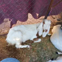 فروشی|حیوانات مزرعه|مسجد سلیمان, |دیوار