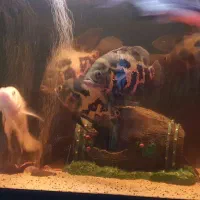 ماهی آکواریوم